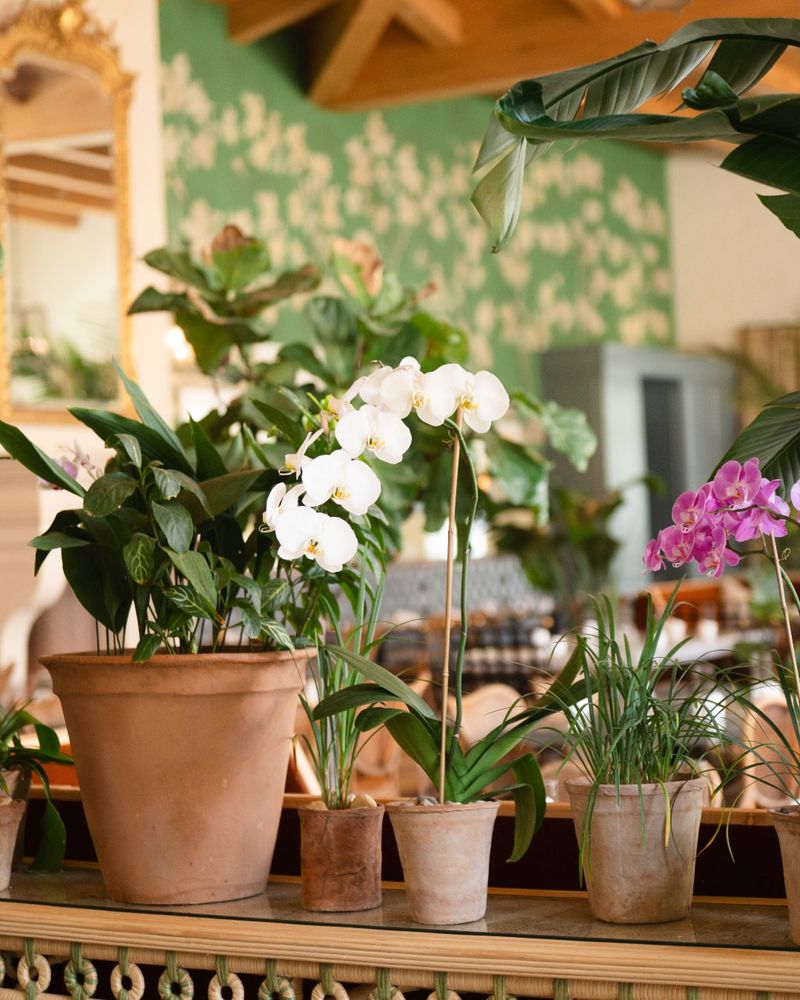 Cold Drafts From Windows And Doors Shock Sensitive Root Systems