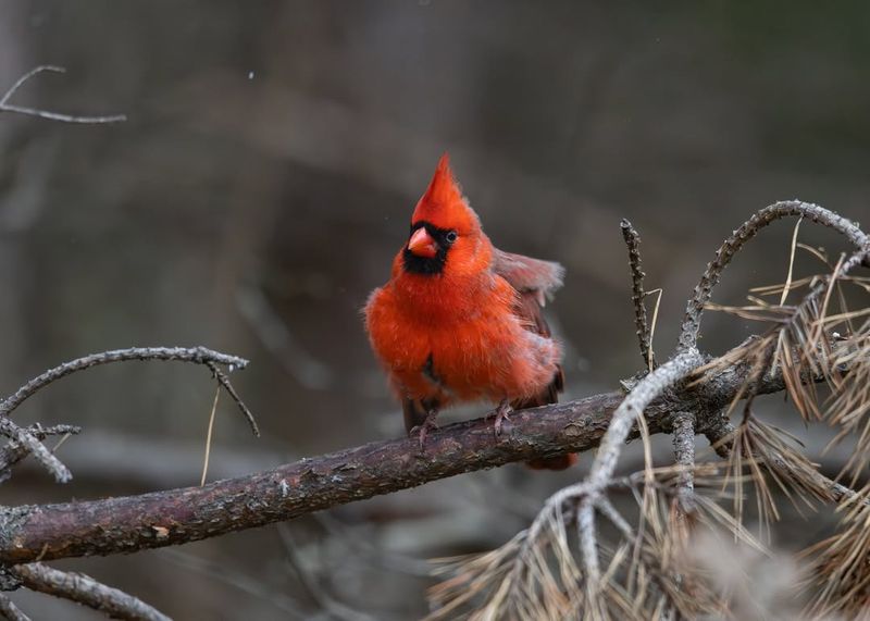 Snow Cover Buries Ground-Level Food