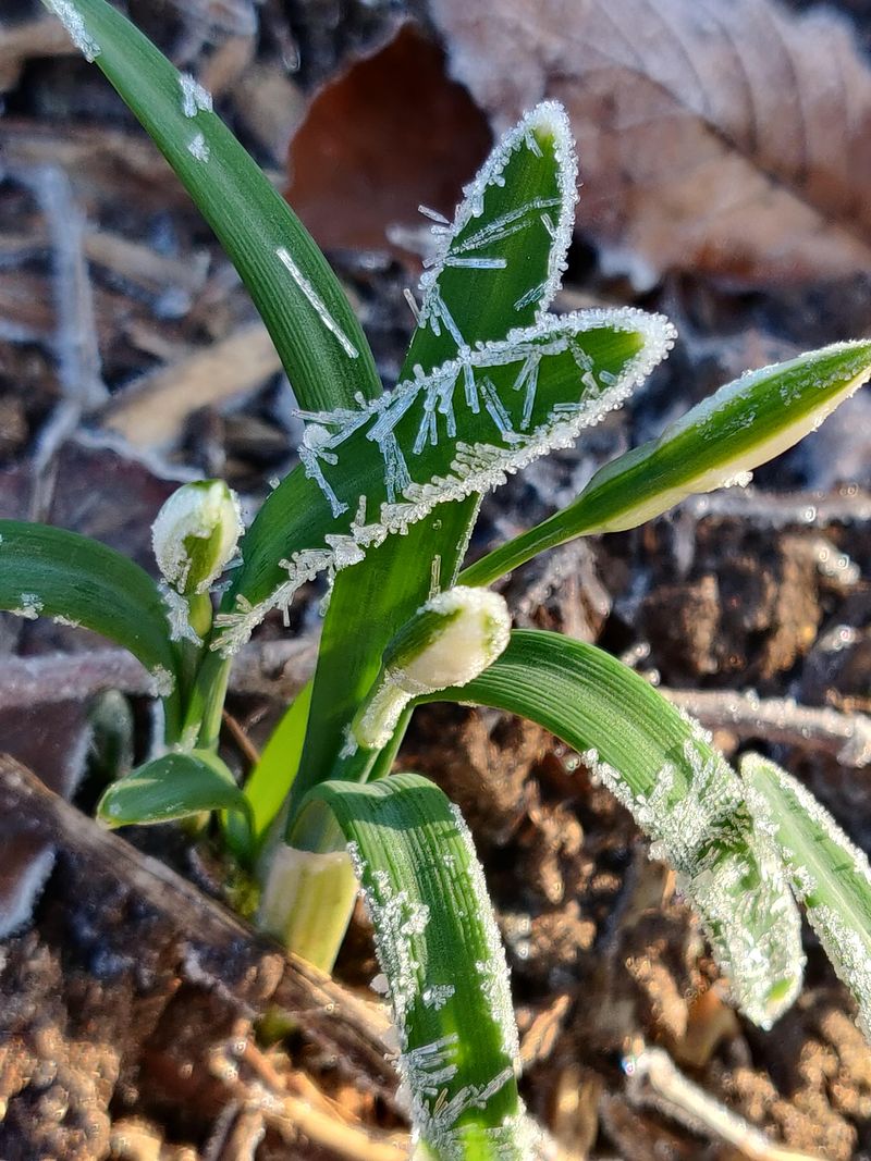 Expert Advice On Protecting Bulbs During Sudden Cold Snaps