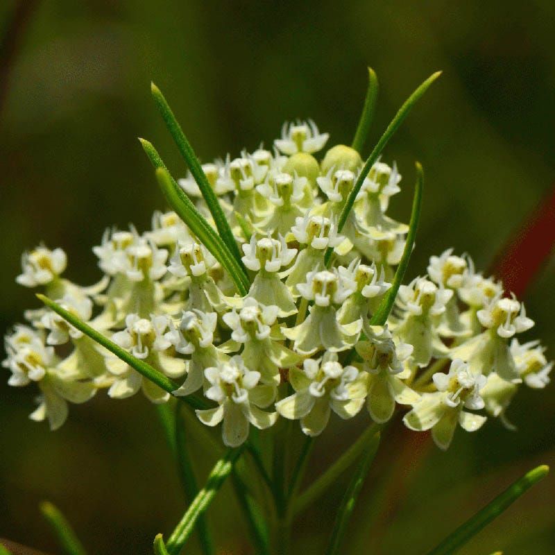 Whorled Milkweed (Asclepias Verticillata)