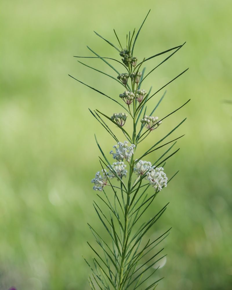 Whorled Milkweed (Asclepias verticillata)