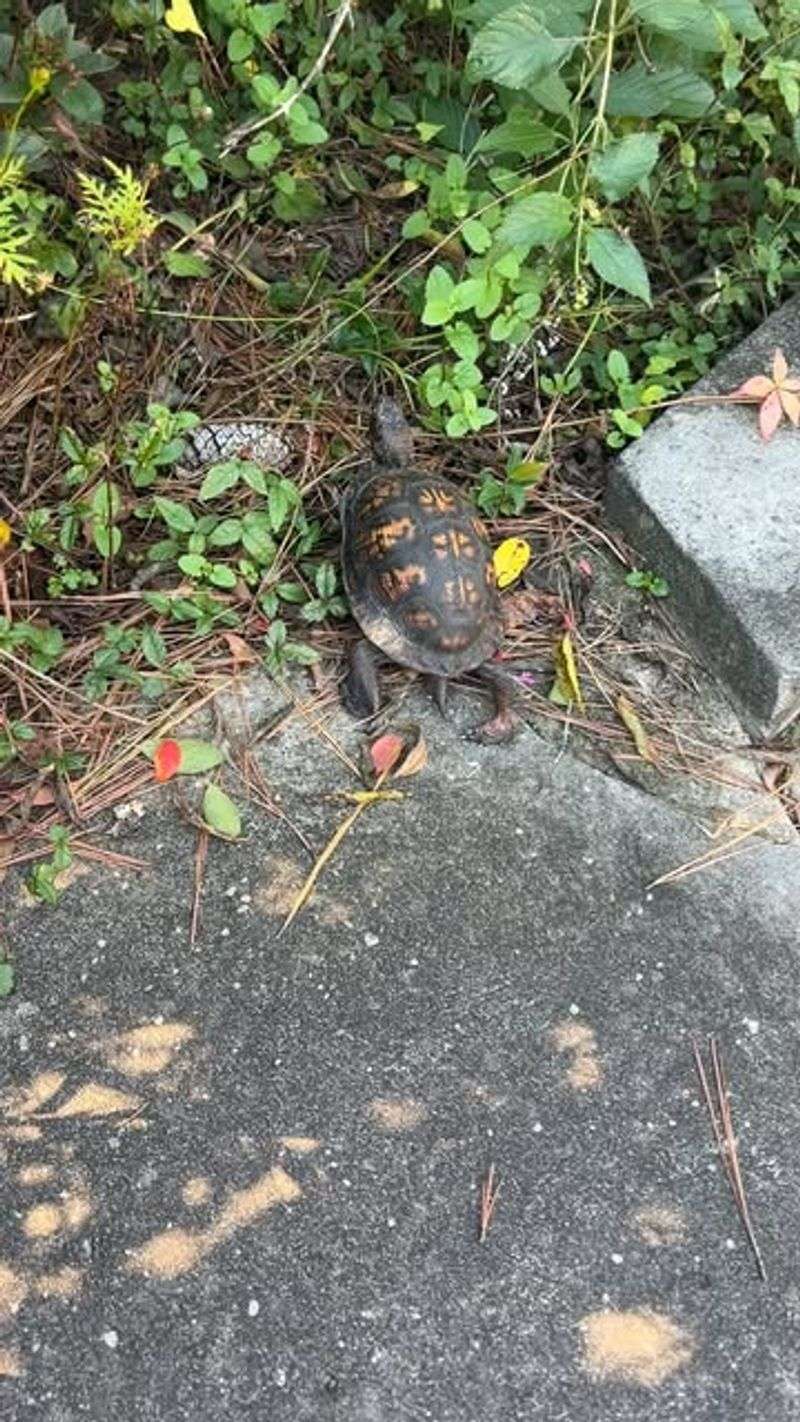 What To Do If You Find Baby Turtles In Your Florida Yard