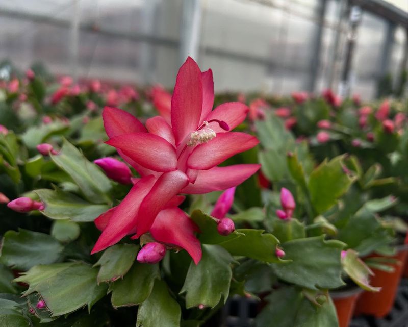 What To Do If Buds Start Forming Faster Than Usual