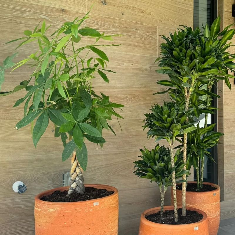 How Pot Size And Drainage Affect Watering Frequency