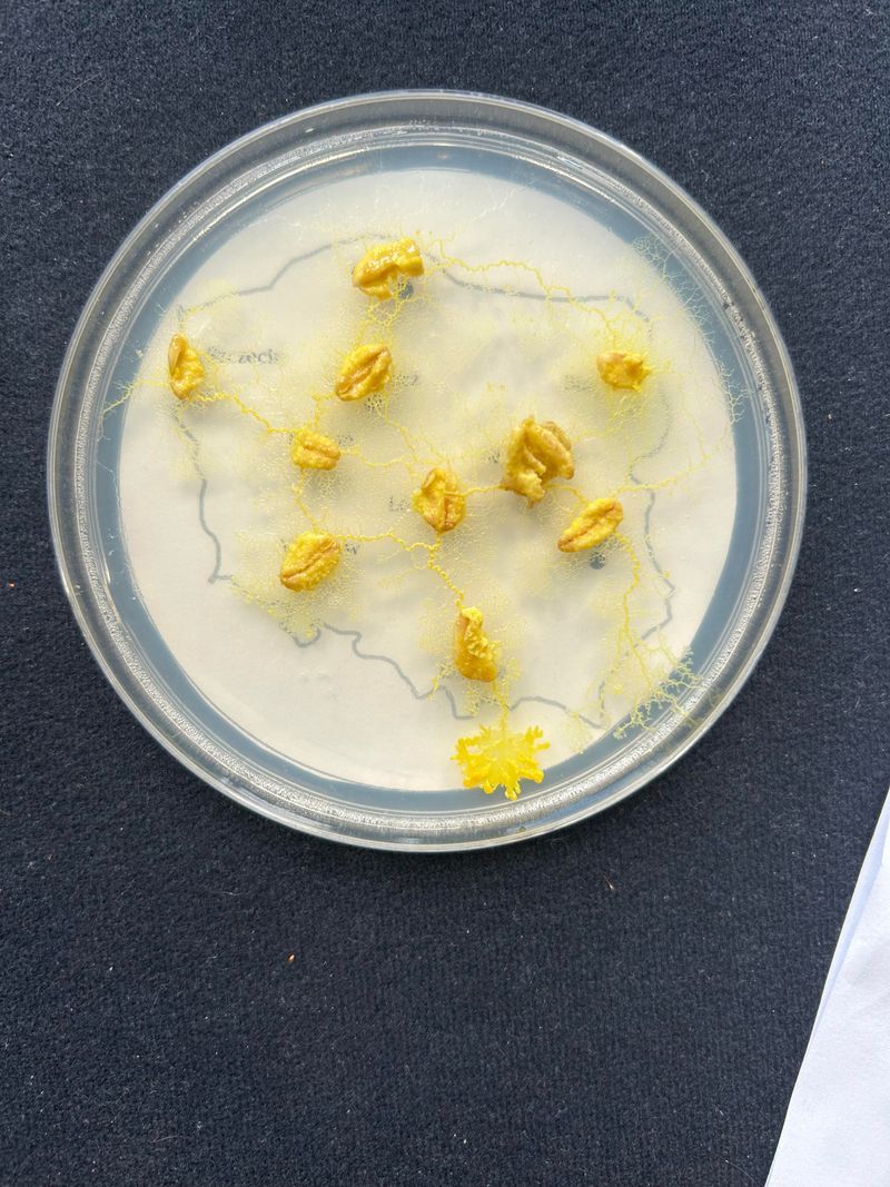 The Scientific Fascination With Slime Molds