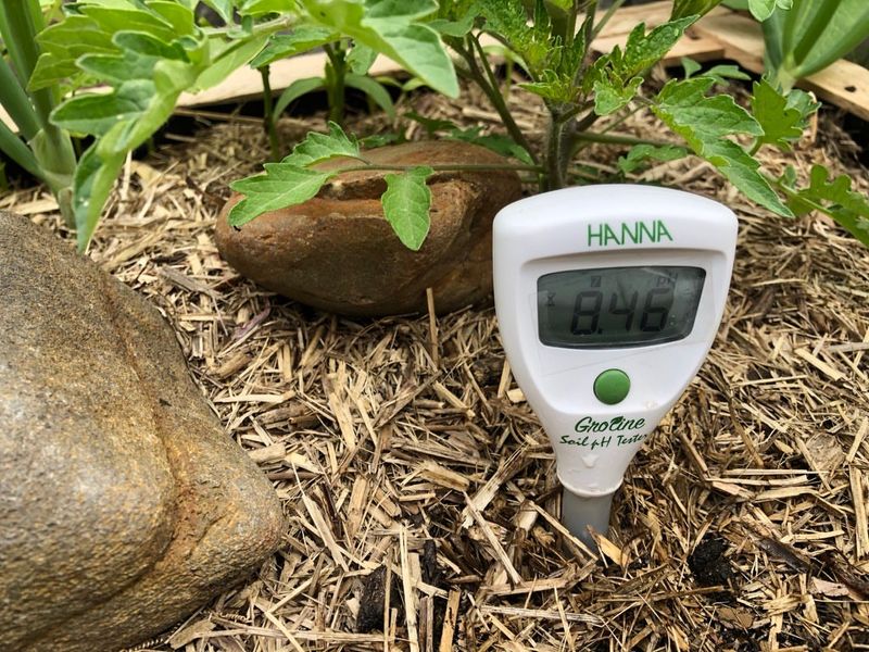 Test Your Soil Before Planting Anything New