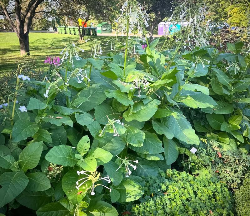 Why Cold Hardy Shrubs Are The Smart Choice For Busy Minnesota Gardeners