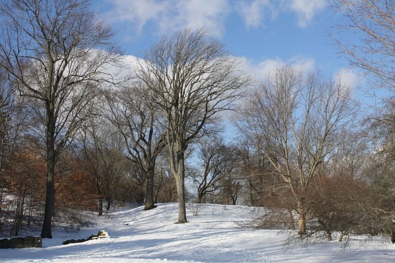 The Science Behind Frost Cracks And Sunscald
