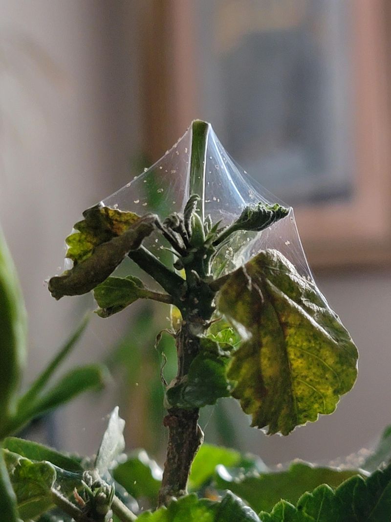 How Humidity Loss Leads To Pests And Leaf Drop