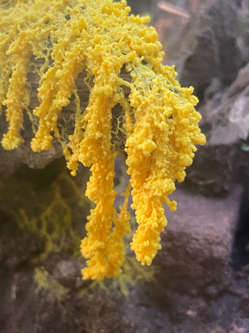 When Slime Molds Appear And Disappear Throughout The Year