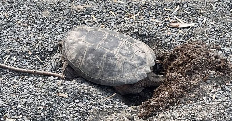 What It Means When A Turtle Is Digging In Your Yard