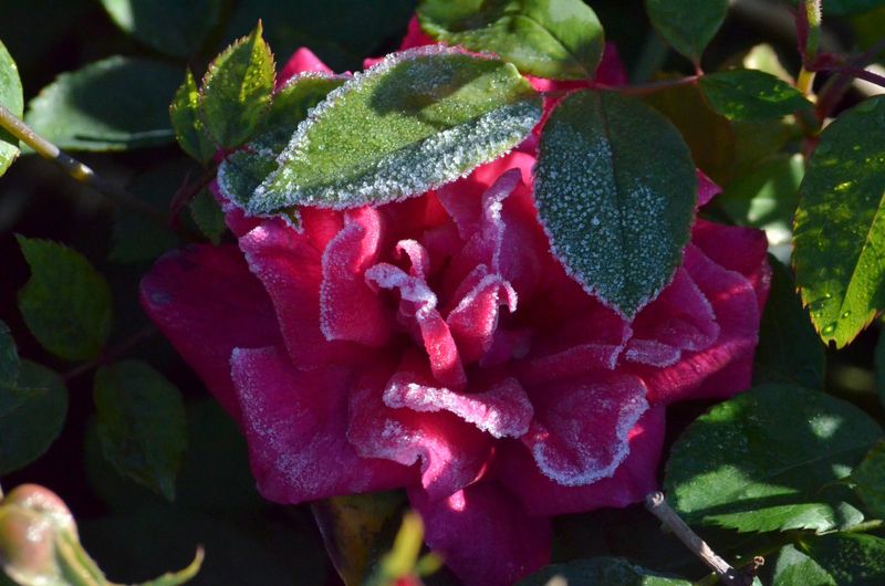 When (And When Not) To Treat Roses During Winter