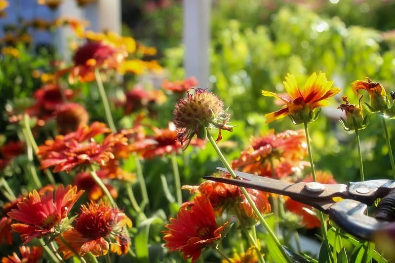 Deadheading Flowers To Encourage More Blooms