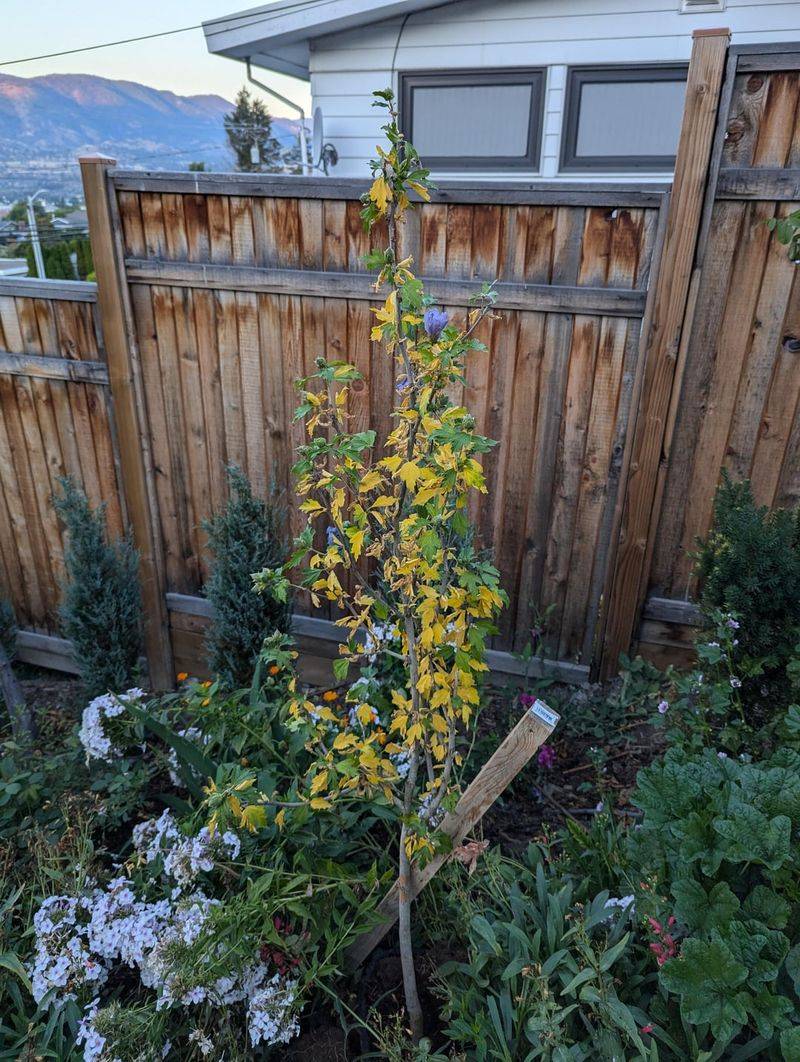 What To Do If Vine Removal Causes Plant Damage