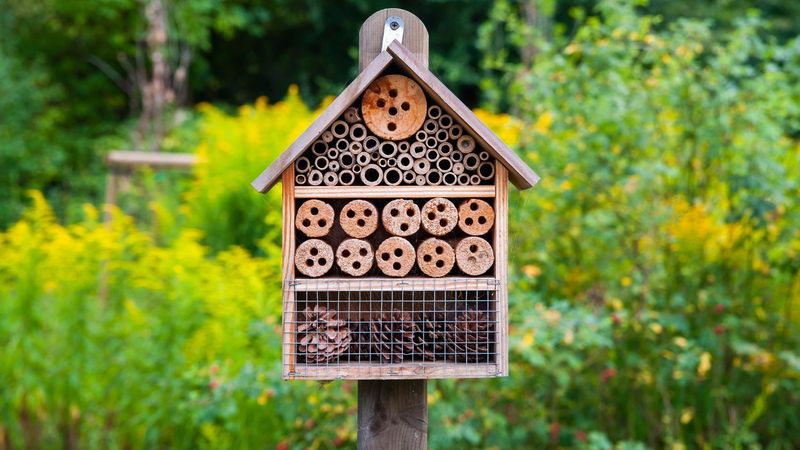 Install Or Maintain Bee Houses For Spring Emergence