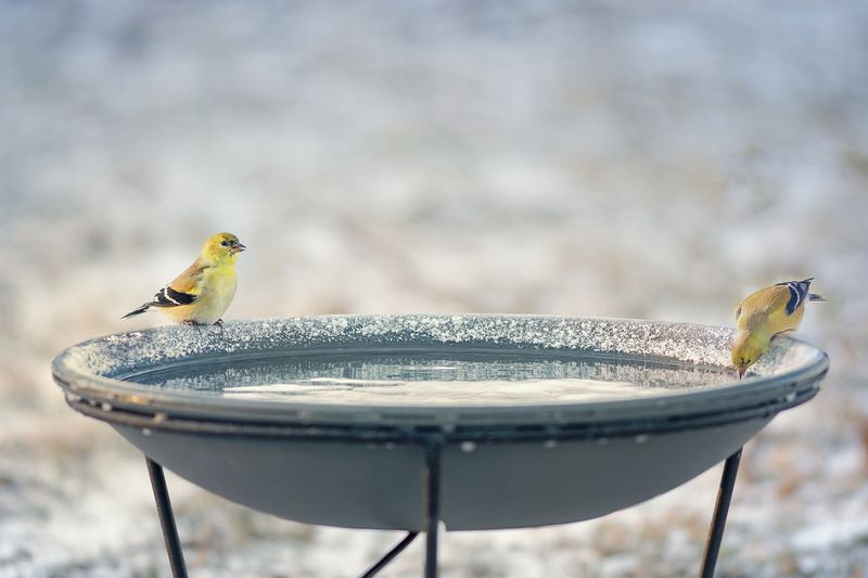 Provide Fresh Water Sources