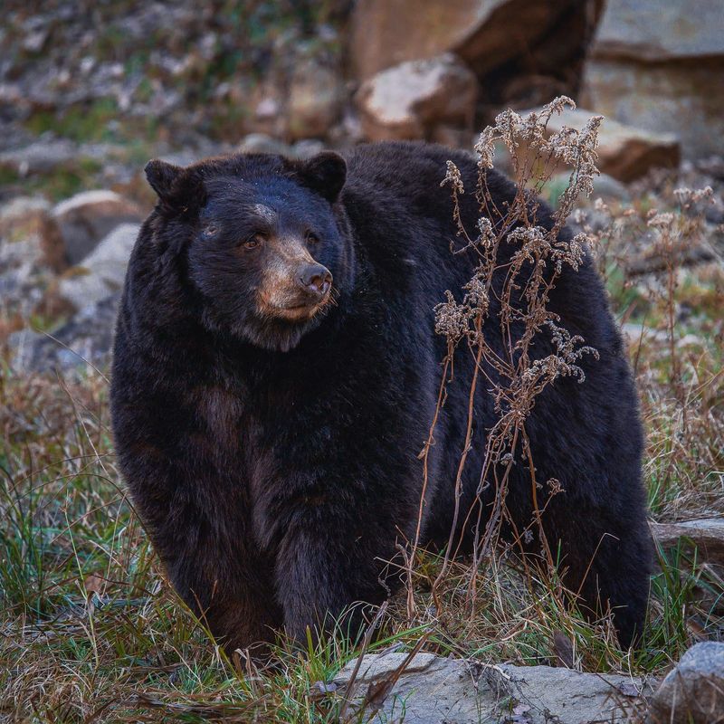 Skip Approaching For Photos Or Videos