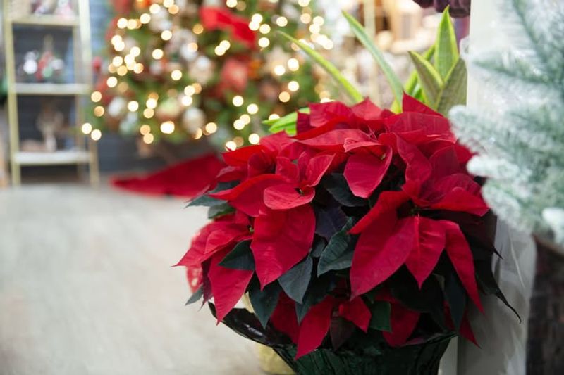 Exposing Your Plant To Drafts And Sudden Changes