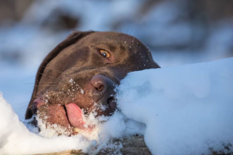 Letting Pets Drink From Frozen Or Contaminated Water Sources