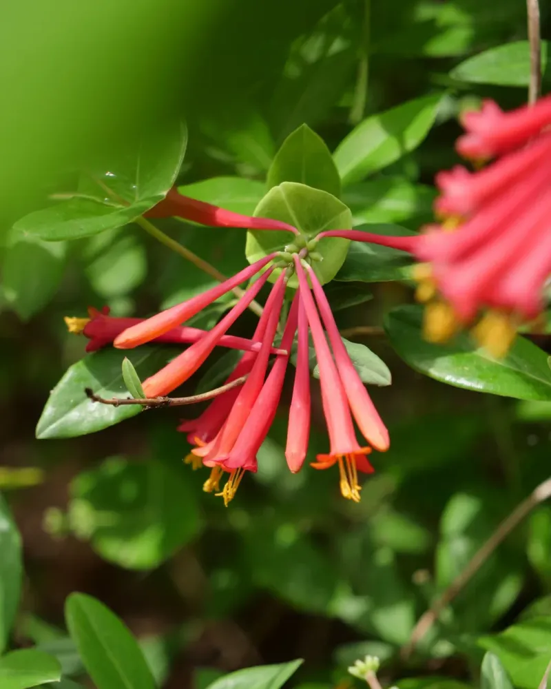 Planting Native Species That Thrive Alone