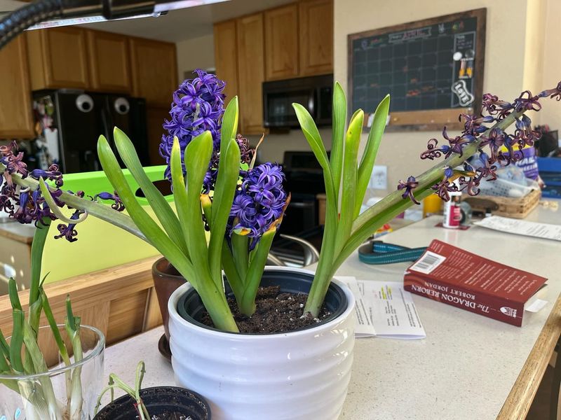 Overwatering After Planting