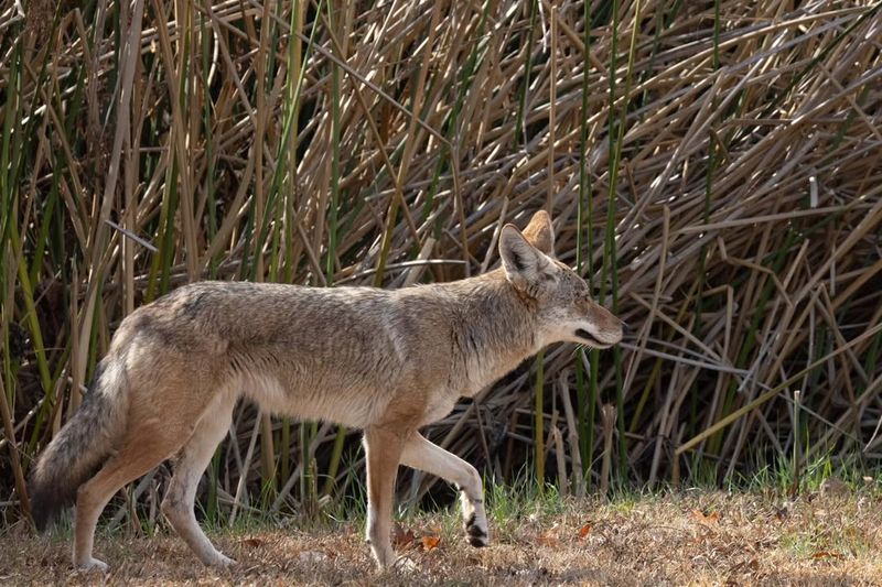 Coyote (Canis Latrans)