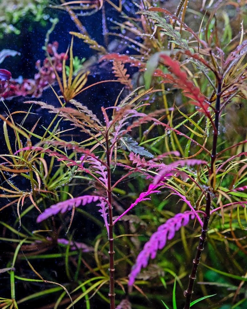 Hygrophila Species
