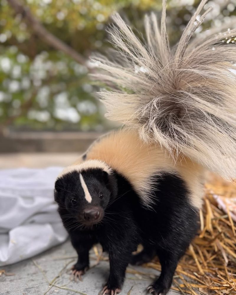 Their Spray Can Reach Up To Fifteen Feet