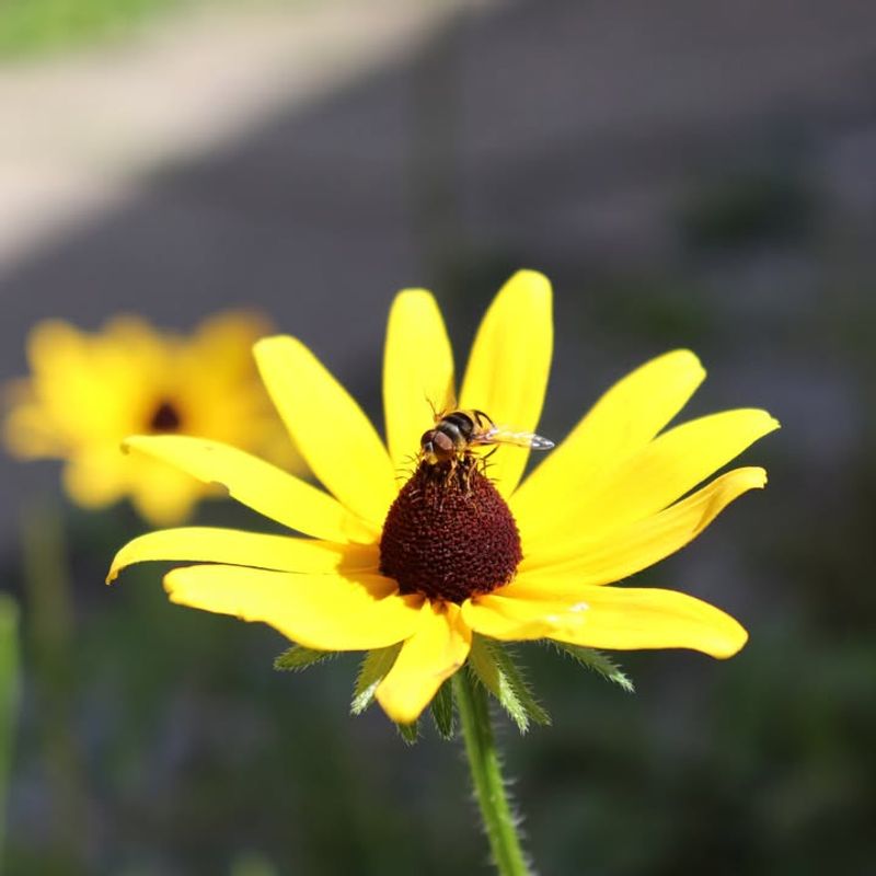 Native Plants Support Struggling Pollinator Populations