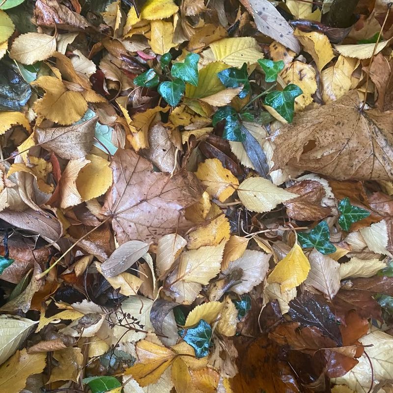 Creating Wildlife Havens In Your Yard