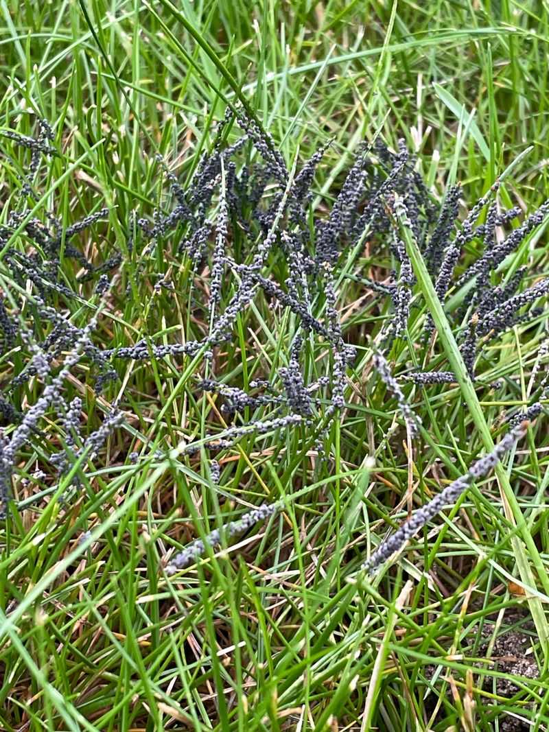 It Feeds On Bacteria And Organic Matter