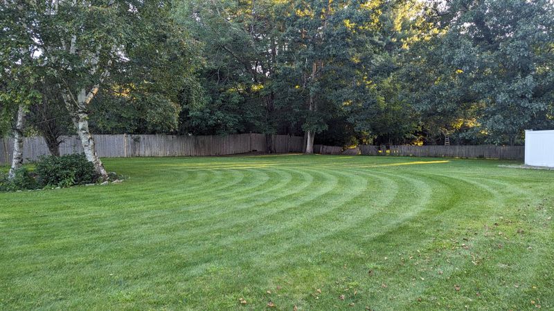 It Appears Most Often In Spring And Summer