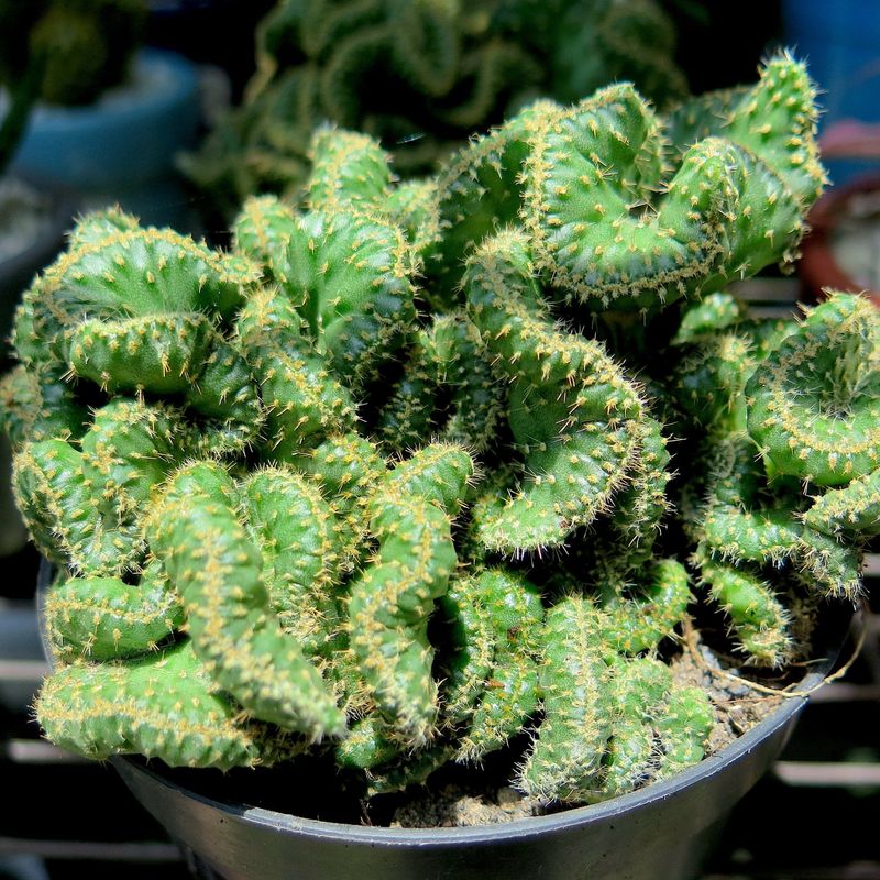 Low Water Needs Appeal To Drought-Conscious Gardeners