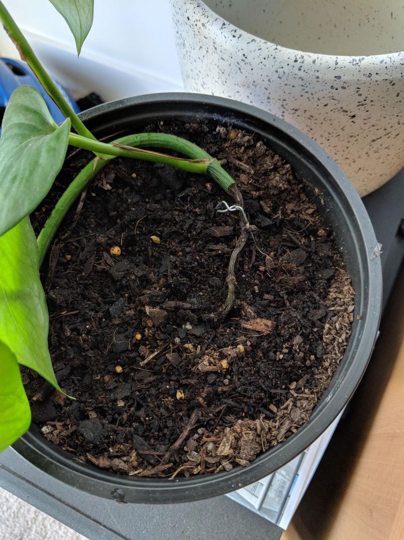 Black Or Mushy Stems Near The Soil Line