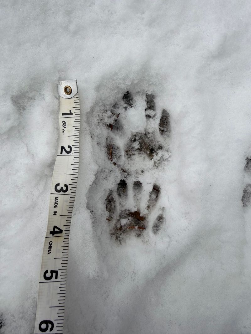 Visible Tracks With Five Toes And Claw Marks