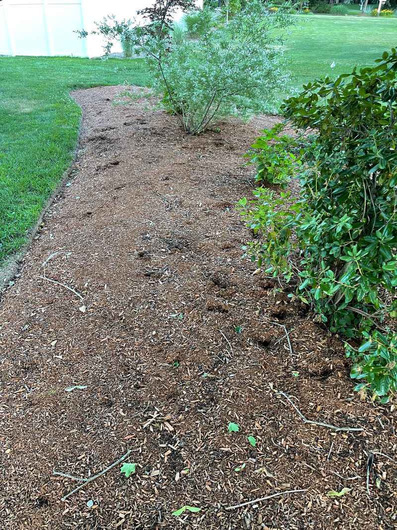 Disturbed Mulch And Flower Beds With Scattered Material
