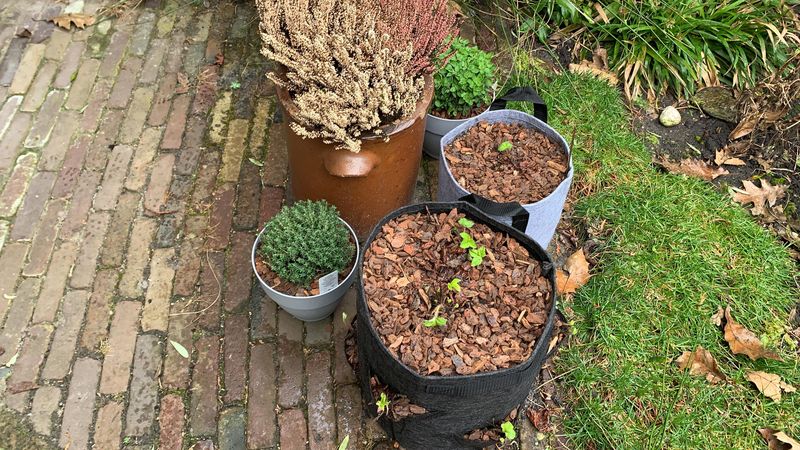 Mulch Layers Keep Soil Surface Deceptively Moist