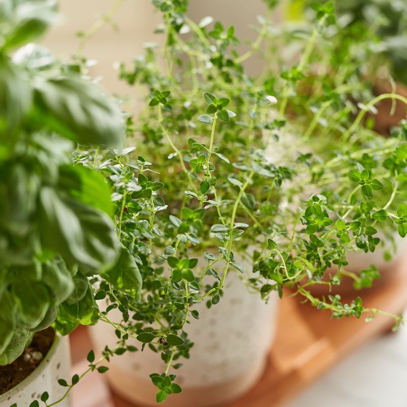 Herbs That Start In The Kitchen