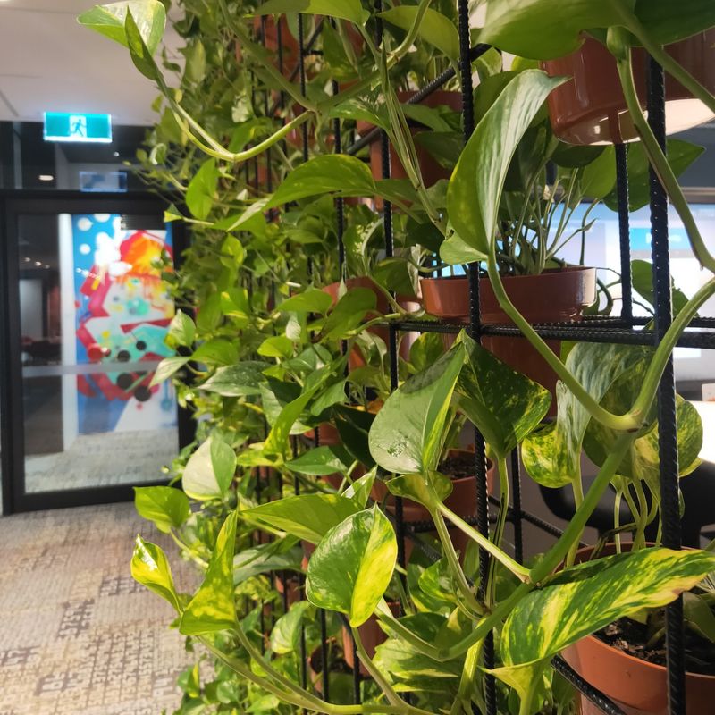 Leggy Vines With Long Gaps Between Leaves