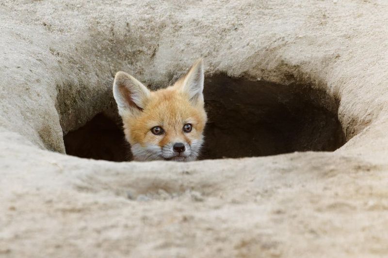 Strong, Musky Odor Near Dens Or Pathways