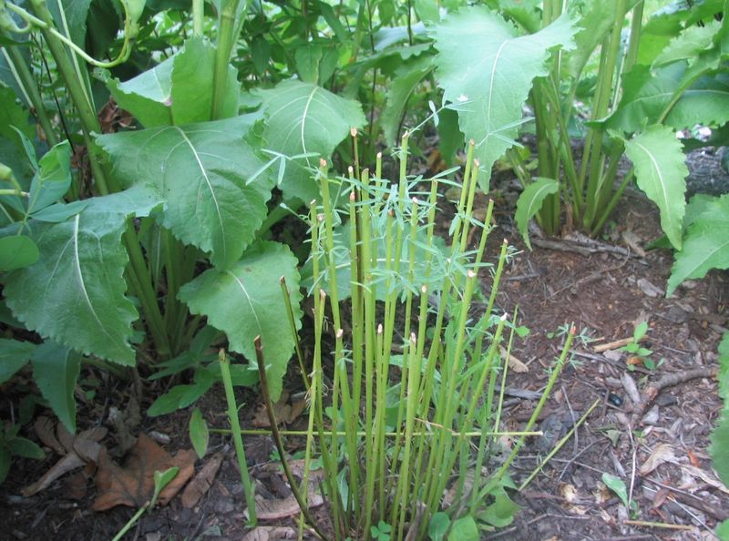 Missing Flowers And Buds Overnight