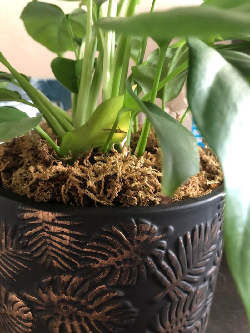 Faster Evaporation From Soil Surface