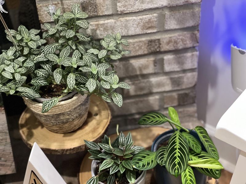 Moving Plants To Shadier Spots