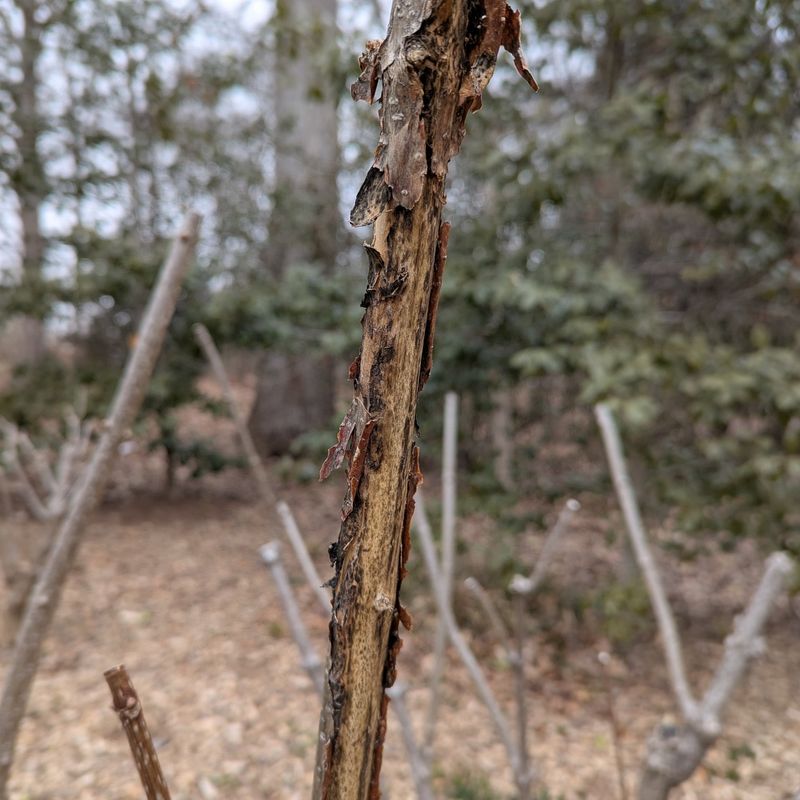 Monitoring After Every Thaw