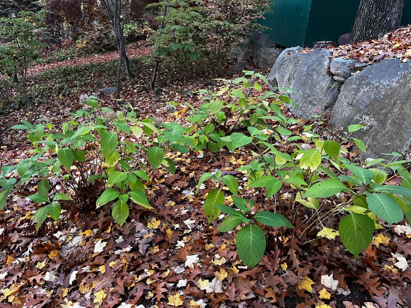 Natural Insulation Protects Plants From Texas Cold Snaps