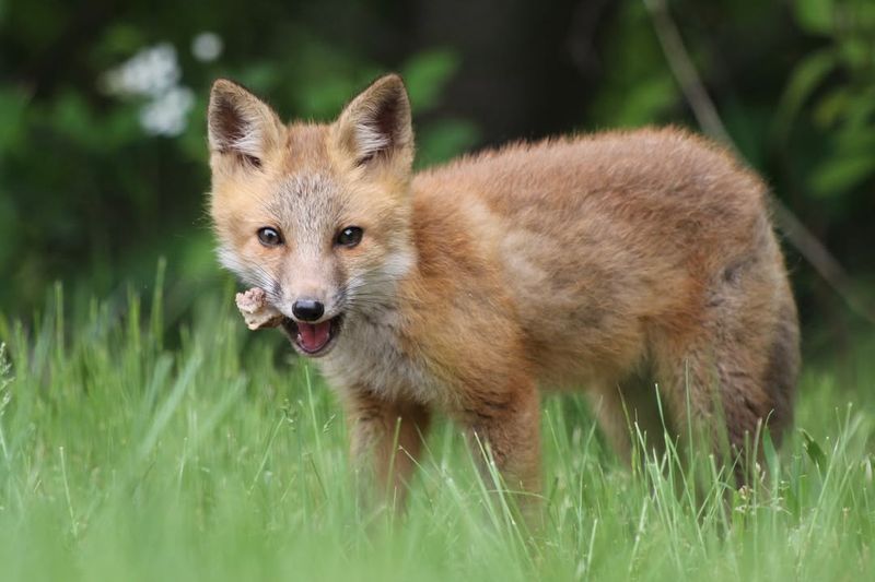 Observe From A Safe Distance