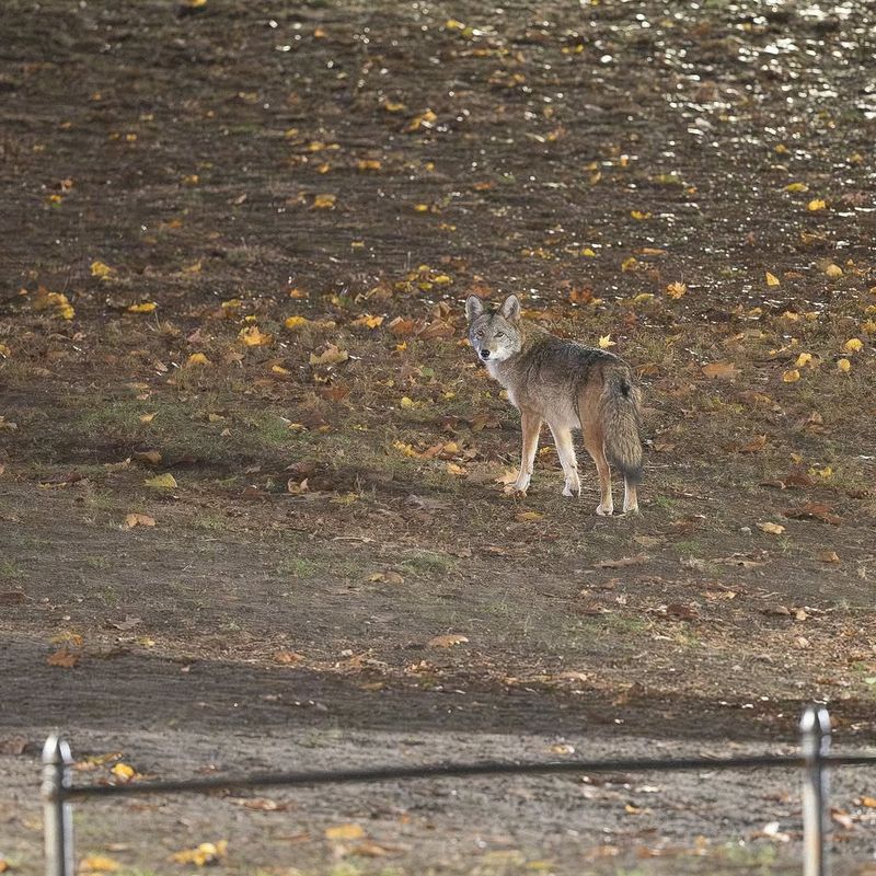 Make Yourself Appear Large And Intimidating