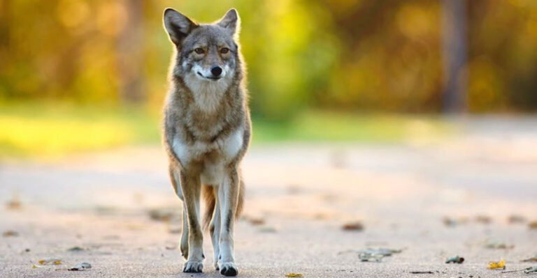 coyote on the road