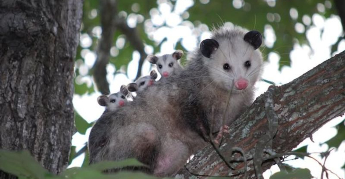 Smart Things To Do When An Opossum Comes Into Your Wisconsin Yard