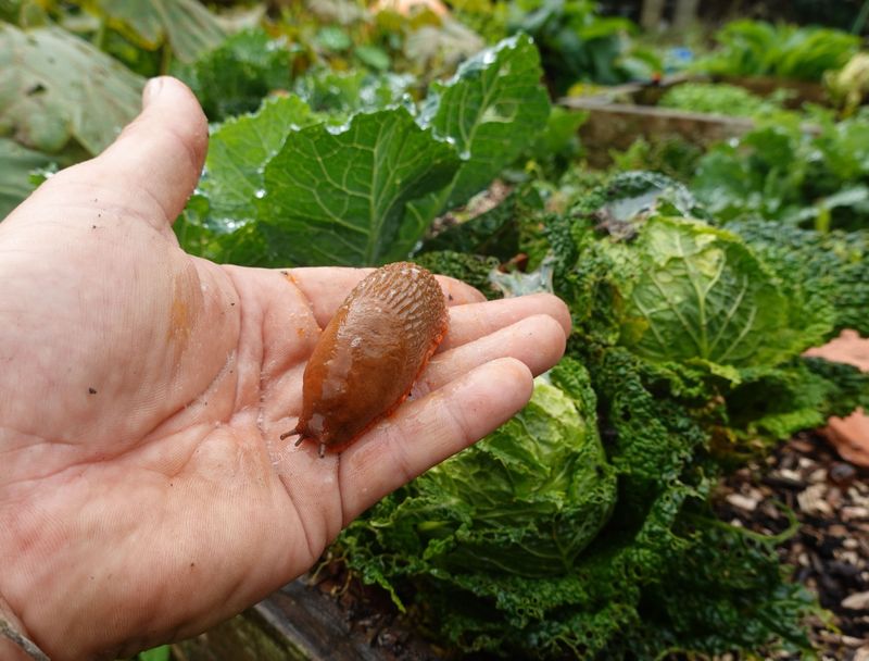 Florida's Climate Creates A Snail Paradise Year-Round